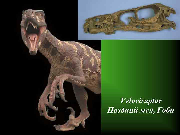 Velociraptor Поздний мел, Гоби 