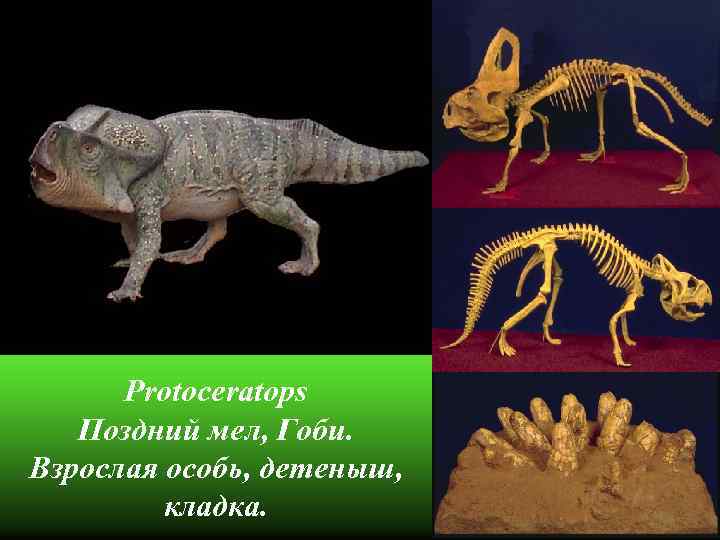 Protoceratops Поздний мел, Гоби. Взрослая особь, детеныш, кладка. 