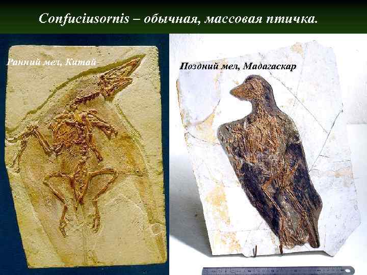 Confuciusornis – обычная, массовая птичка. Ранний мел, Китай Поздний мел, Мадагаскар 