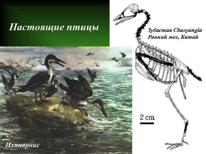 Настоящие птицы Ихниорнис Зубастая Chaoyangia Ранний мел, Китай 