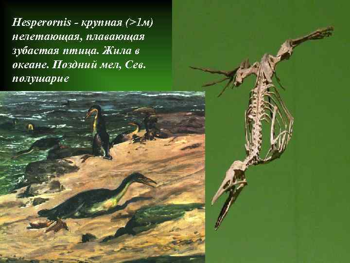 Hesperornis - крупная (>1 м) нелетающая, плавающая зубастая птица. Жила в океане. Поздний мел,