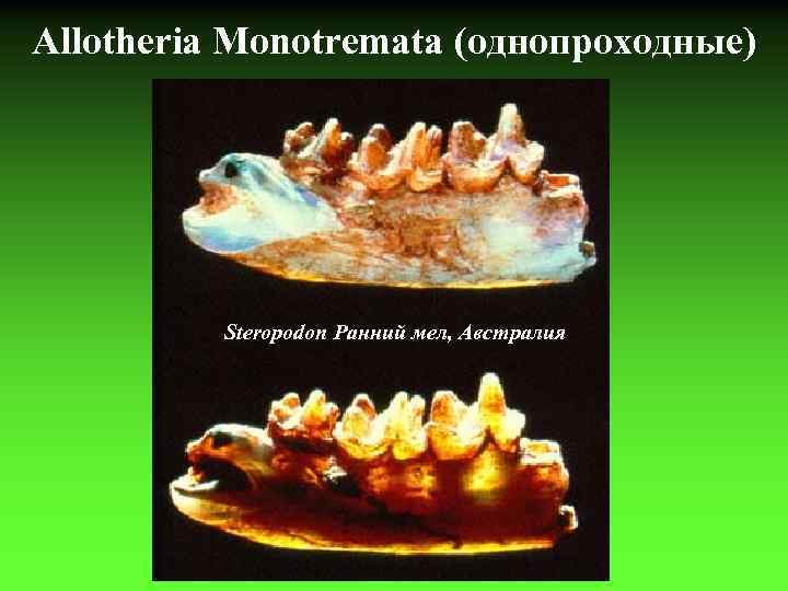 Allotheria Monotremata (однопроходные) Steropodon Ранний мел, Австралия 