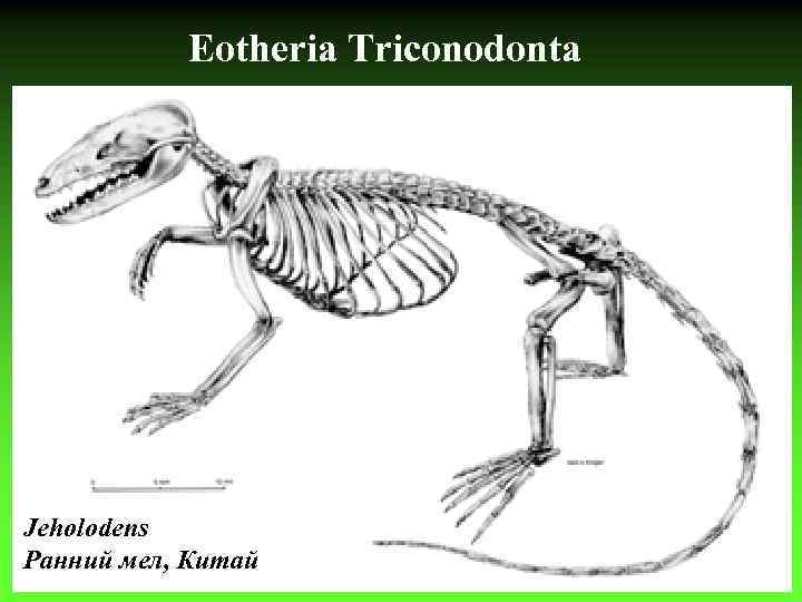 Eotheria Triconodonta Jeholodens Ранний мел, Китай 