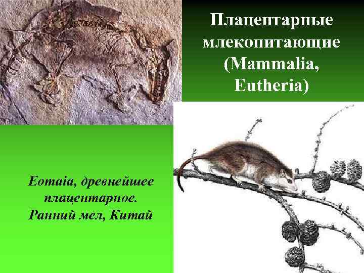 Плацентарные млекопитающие (Mammalia, Eutheria) Eomaia, древнейшее плацентарное. Ранний мел, Китай 