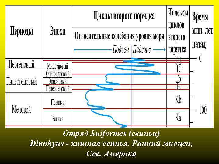 Отряд Suiformes (свиньи) Dinohyus - хищная свинья. Ранний миоцен, Сев. Америка 