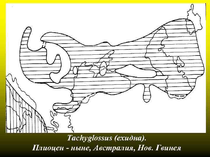 Tachyglossus (ехидна). Плиоцен - ныне, Австралия, Нов. Гвинея 
