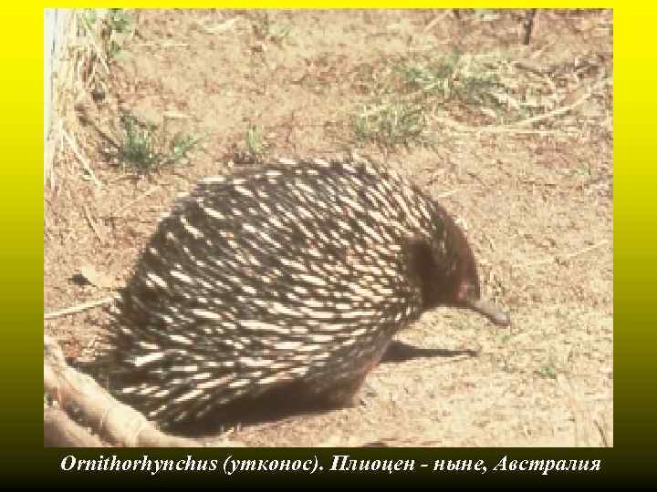Ornithorhynchus (утконос). Плиоцен - ныне, Австралия 