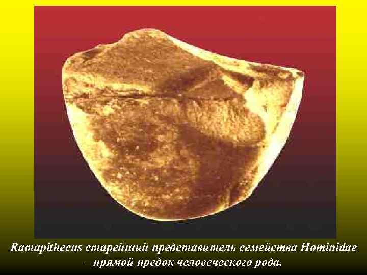 Ramapithecus старейший представитель семейства Hominidae – прямой предок человеческого рода. 