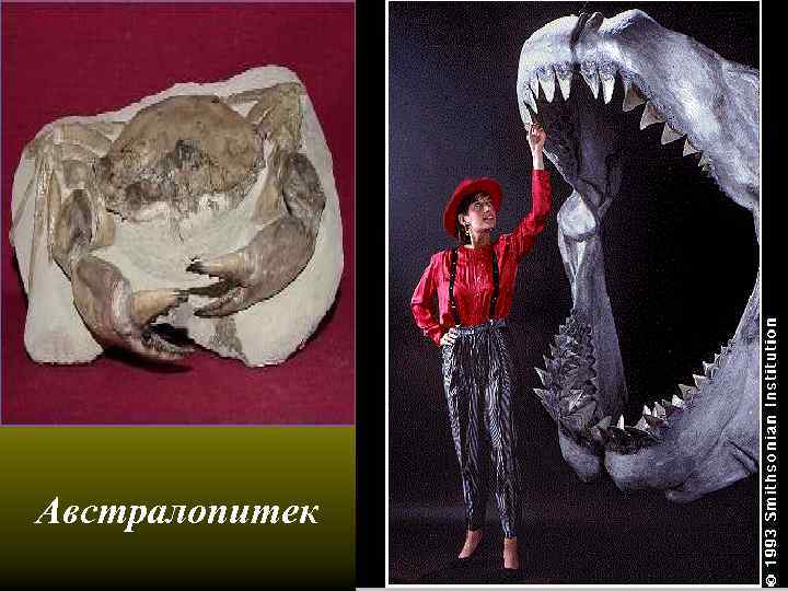 Австралопитек 