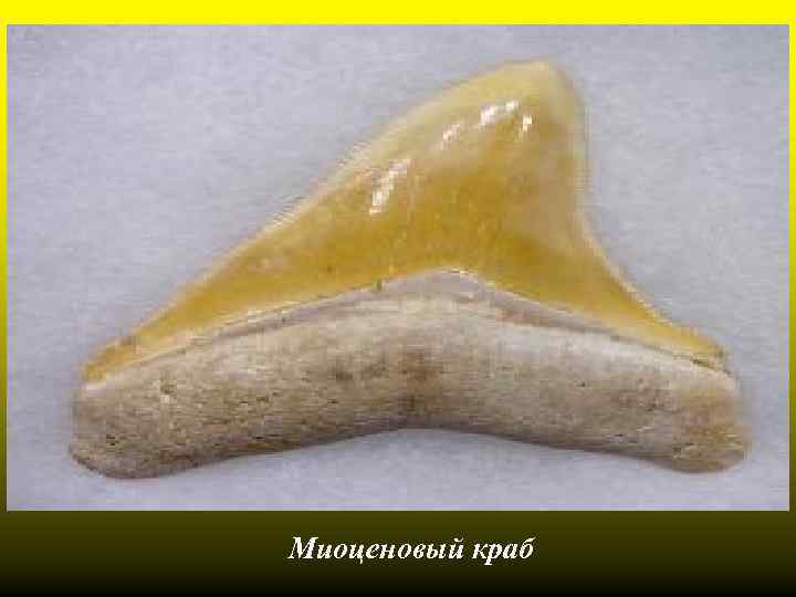 Миоценовый краб 