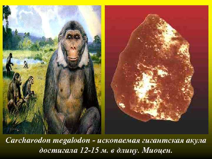 Carcharodon megalodon - ископаемая гигантская акула достигала 12 -15 м. в длину. Миоцен. 