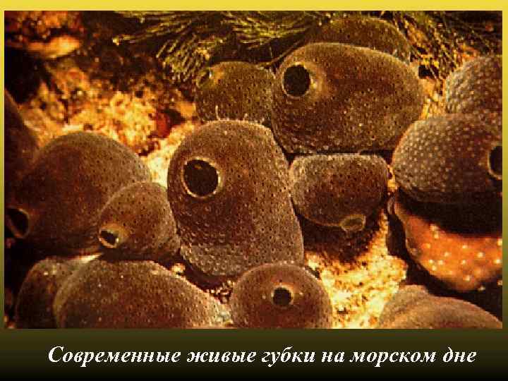 Современные живые губки на морском дне 