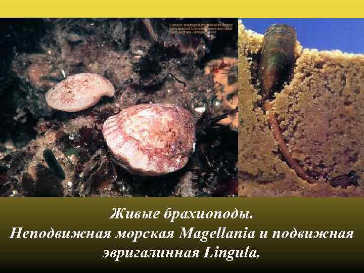 Живые брахиоподы. Неподвижная морская Magellania и подвижная эвригалинная Lingula. 