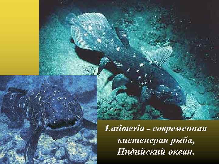 Latimeria - современная кистеперая рыба, Индийский океан. 