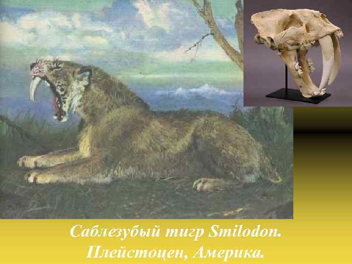 Саблезубый тигр Smilodon. Плейстоцен, Америка. 