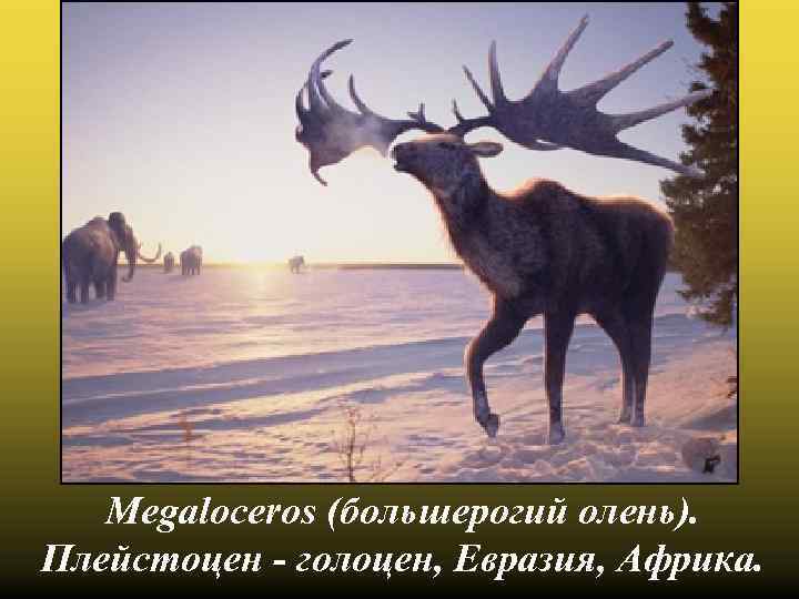 Megaloceros (большерогий олень). Плейстоцен - голоцен, Евразия, Африка. 