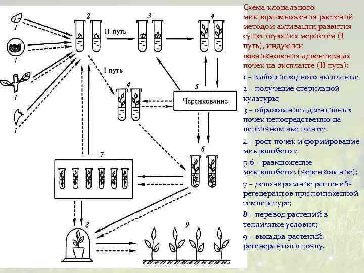 Схема клонального микроразмножения растений методом активации развития существующих меристем (I путь), индукции возникновения адвентивных