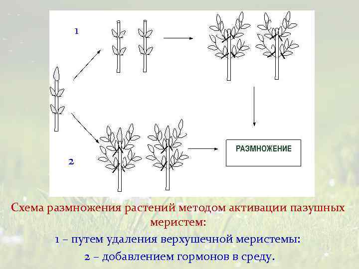 1 2 Схема размножения растений методом активации пазушных меристем: 1 – путем удаления верхушечной