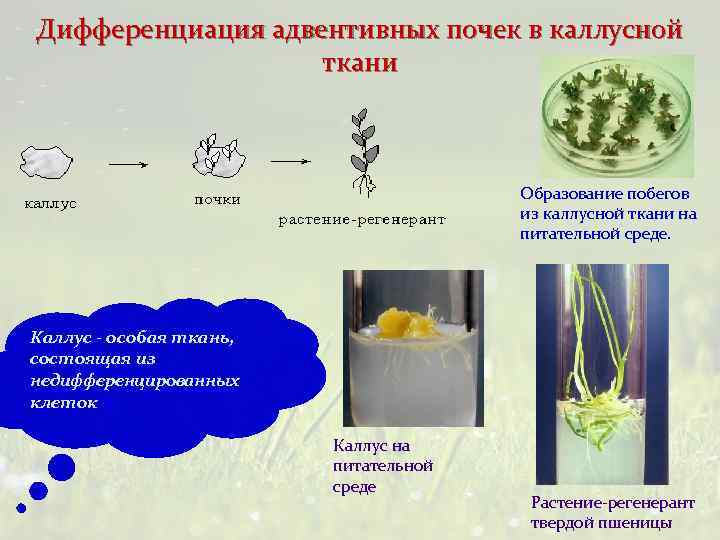 Дифференциация адвентивных почек в каллусной ткани Образование побегов из каллусной ткани на питательной среде.