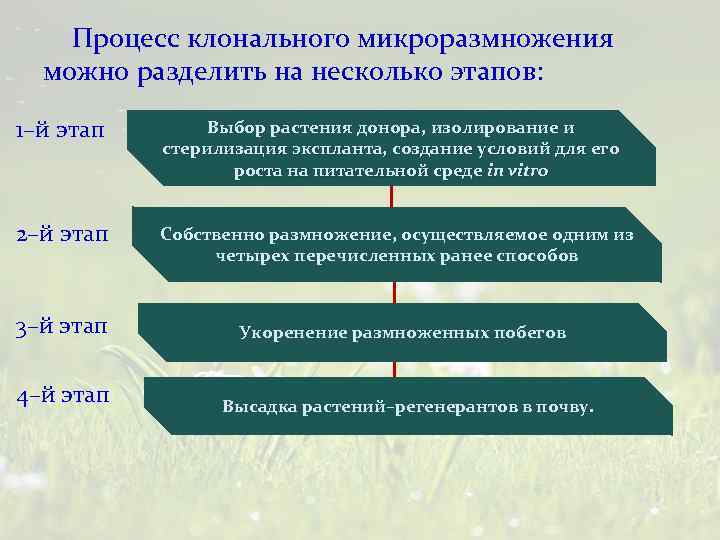 Процесс клонального микроразмножения можно разделить на несколько этапов: 1–й этап Выбор растения донора, изолирование