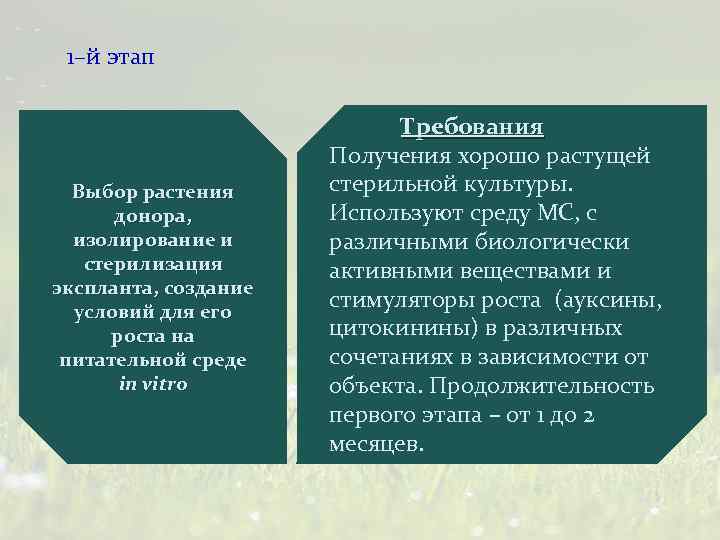 1–й этап Выбор растения донора, изолирование и стерилизация экспланта, создание условий для его роста