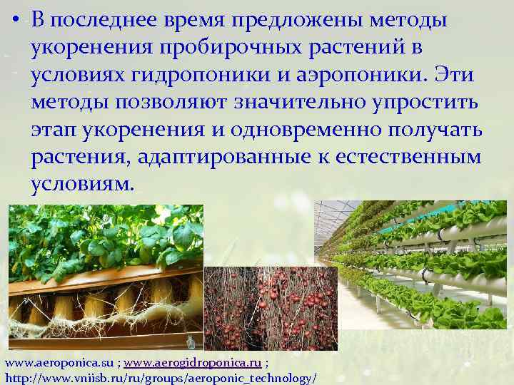  • В последнее время предложены методы укоренения пробирочных растений в условиях гидропоники и