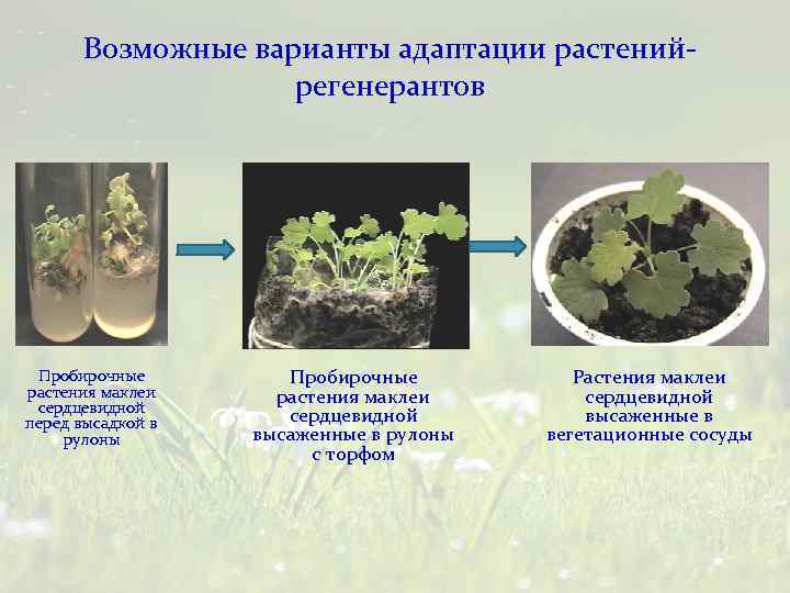 Возможные варианты адаптации растенийрегенерантов Пробирочные растения маклеи сердцевидной перед высадкой в рулоны Пробирочные растения