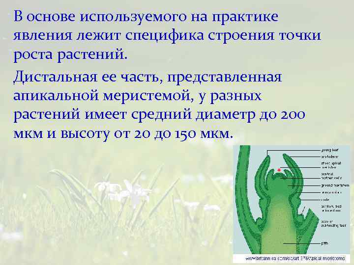 В основе используемого на практике явления лежит специфика строения точки роста растений. Дистальная ее