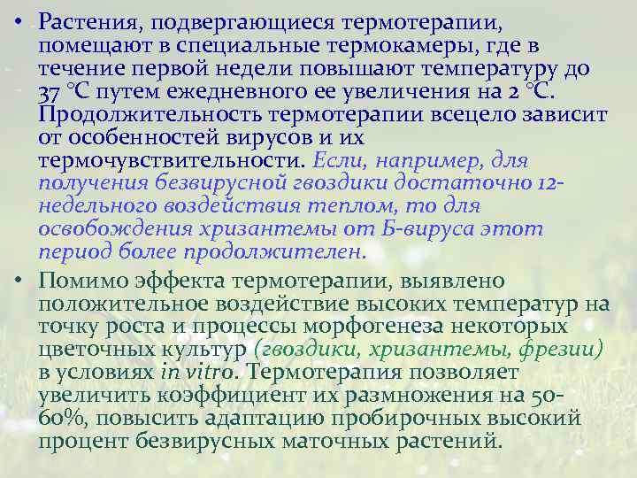  • Растения, подвергающиеся термотерапии, помещают в специальные термокамеры, где в течение первой недели