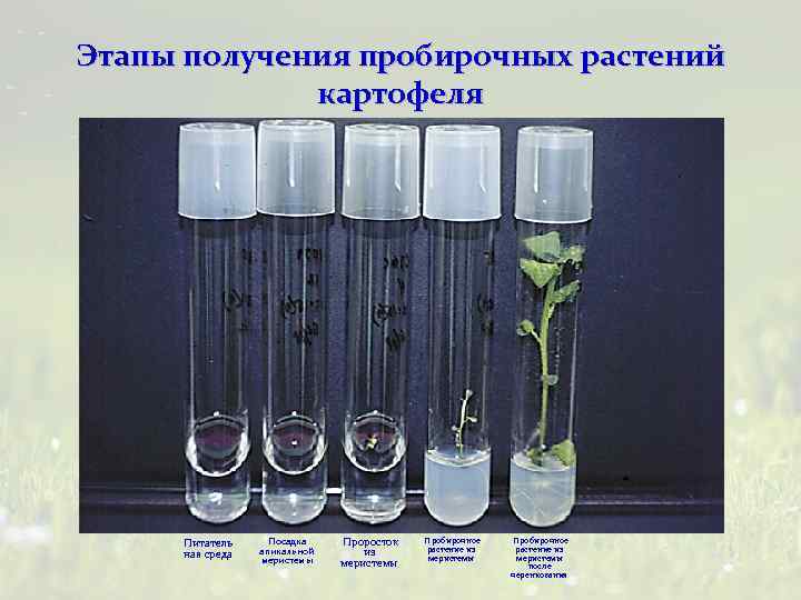 Этапы получения пробирочных растений картофеля Питатель ная среда Посадка апикальной меристемы Проросток из меристемы