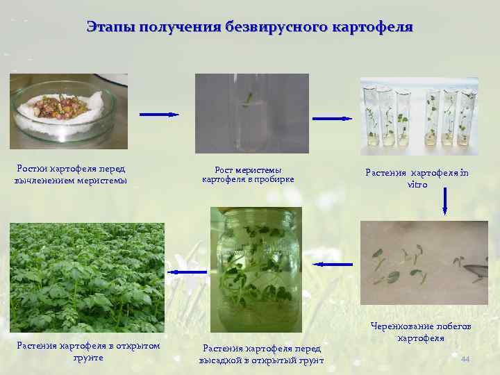 Этапы получения безвирусного картофеля Ростки картофеля перед вычленением меристемы Растения картофеля в открытом грунте