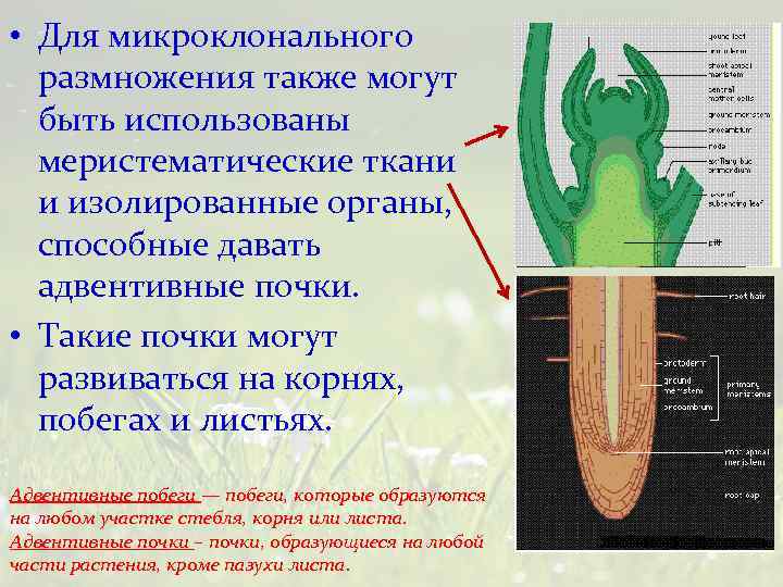  • Для микроклонального размножения также могут быть использованы меристематические ткани и изолированные органы,