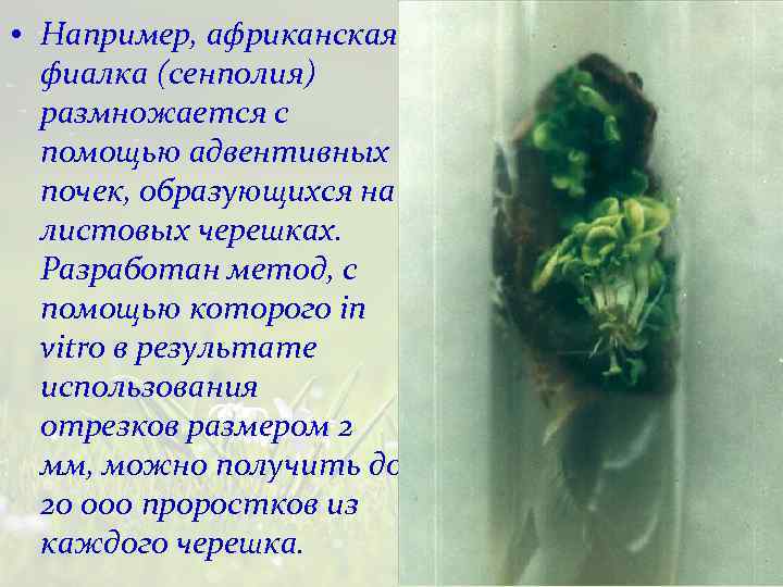  • Например, африканская фиалка (сенполия) размножается с помощью адвентивных почек, образующихся на листовых
