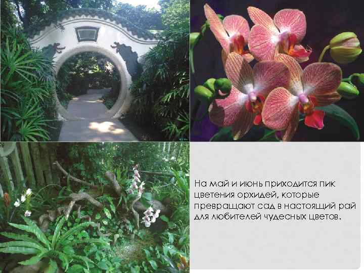 На май и июнь приходится пик цветения орхидей, которые превращают сад в настоящий рай
