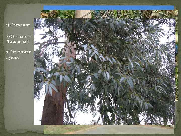 1) Эвкалипт 2) Эвкалипт Лимонный 3) Эвкалипт Гунни 