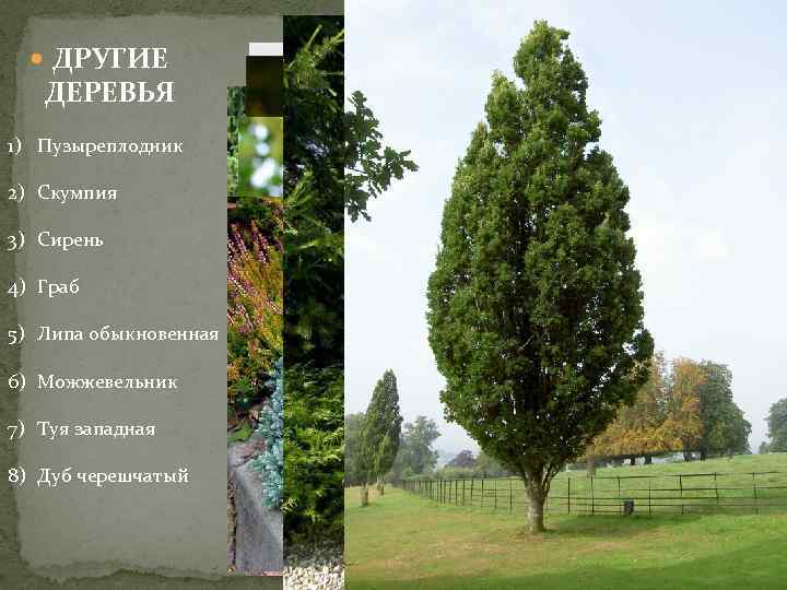  ДРУГИЕ ДЕРЕВЬЯ 1) Пузыреплодник 2) Скумпия 3) Сирень 4) Граб 5) Липа обыкновенная