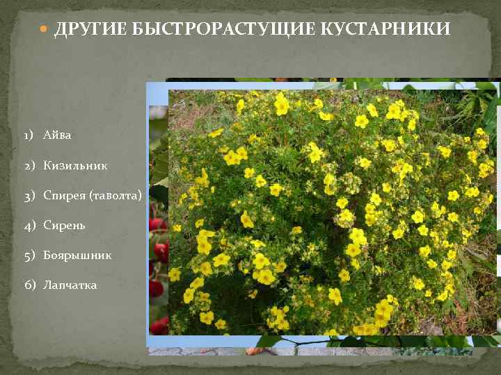  ДРУГИЕ БЫСТРОРАСТУЩИЕ КУСТАРНИКИ 1) Айва 2) Кизильник 3) Спирея (таволта) 4) Сирень 5)