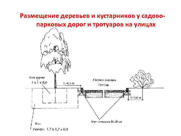 Размещение деревьев и кустарников у садовопарковых дорог и тротуаров на улицах 