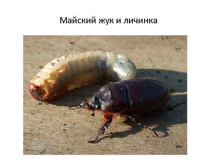 Майский жук и личинка 