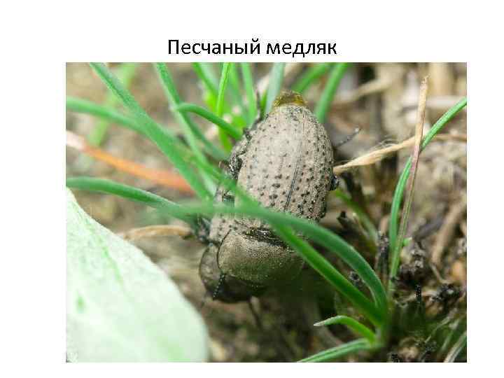 Песчаный медляк 