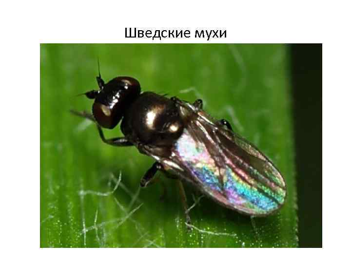 Шведские мухи 