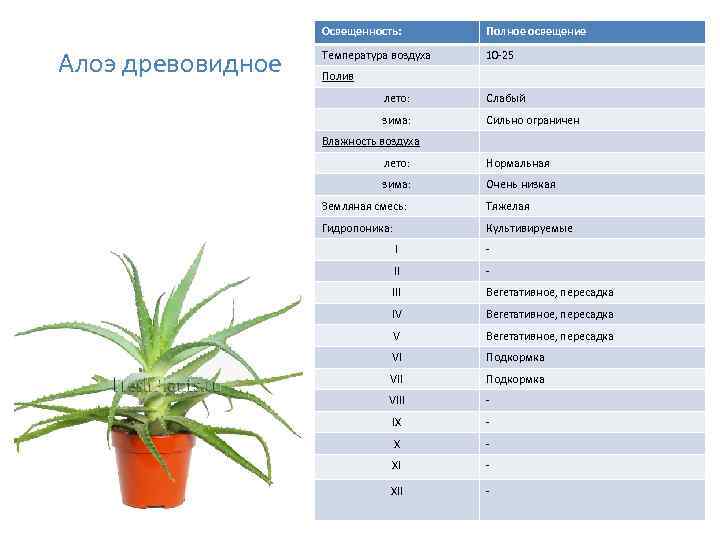 Освещенность: Алоэ древовидное Полное освещение Температура воздуха 10 -25 Полив лето: Слабый зима: Сильно