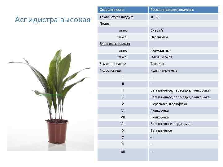 Освещенность: Аспидистра высокая Рассеянные свет, полутень Температура воздуха 10 -22 Полив лето: Слабый зима: