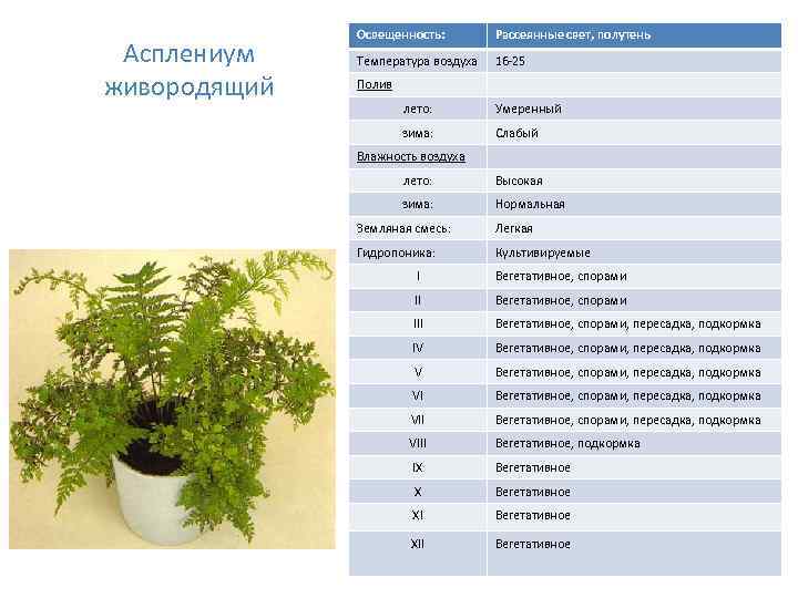 Асплениум живородящий Освещенность: Рассеянные свет, полутень Температура воздуха 16 -25 Полив лето: Умеренный зима: