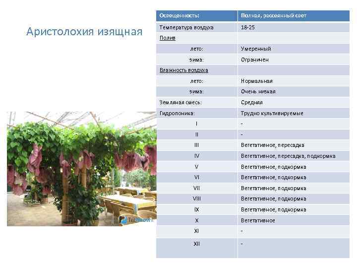 Освещенность: Аристолохия изящная Полная, рассеянный свет Температура воздуха 18 -25 Полив лето: Умеренный зима: