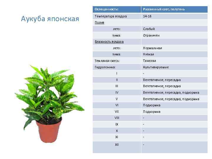 Освещенность: Аукуба японская Рассеянный свет, полутень Температура воздуха 14 -18 Полив лето: Слабый зима: