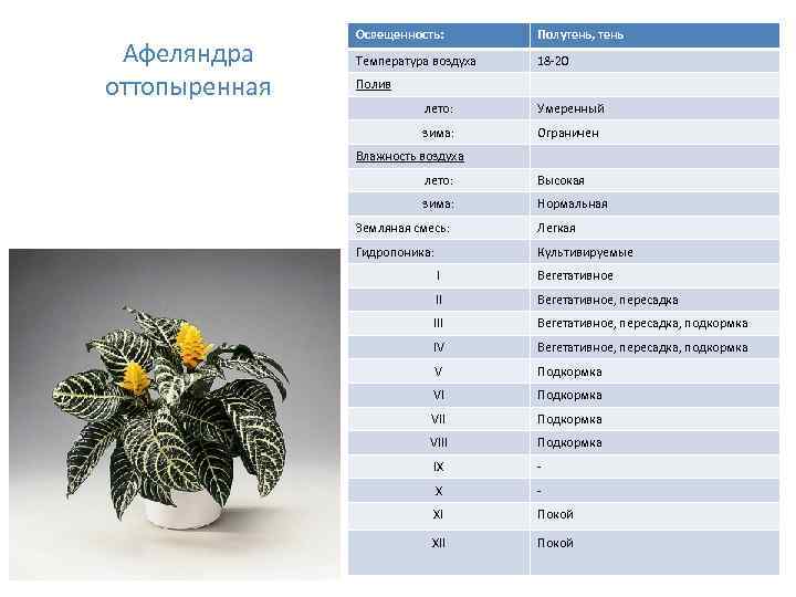 Афеляндра оттопыренная Освещенность: Полутень, тень Температура воздуха 18 -20 Полив лето: Умеренный зима: Ограничен