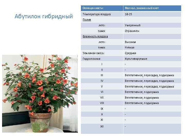 Освещенность: Абутилон гибридный Полная, рассеянный свет Температура воздуха 18 -25 Полив лето: Умеренный зима: