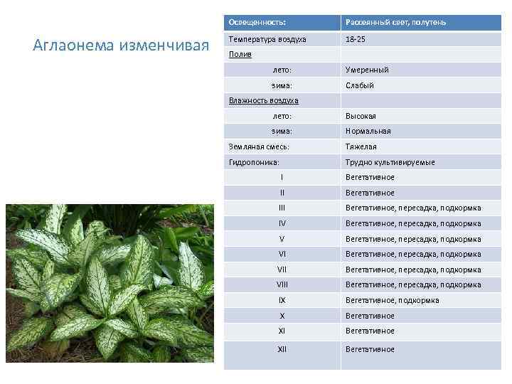 Освещенность: Аглаонема изменчивая Рассеянный свет, полутень Температура воздуха 18 -25 Полив лето: Умеренный зима: