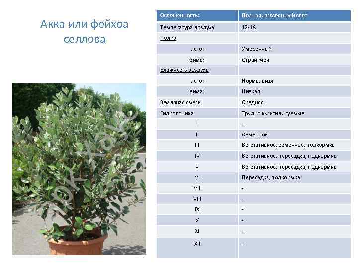 Акка или фейхоа селлова Освещенность: Полная, рассеянный свет Температура воздуха 12 -18 Полив лето: